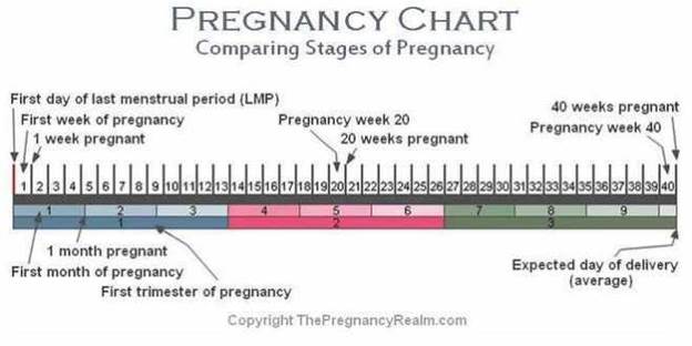 Description: Image result for stages of pregnancy